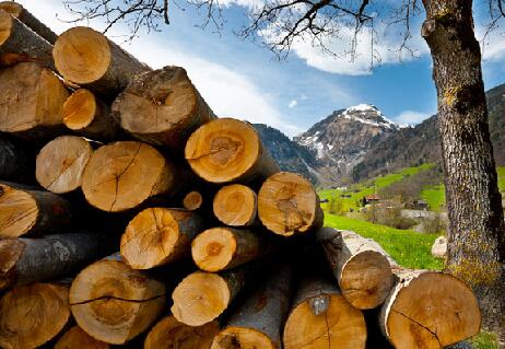 什么是木材?木材的基本結構