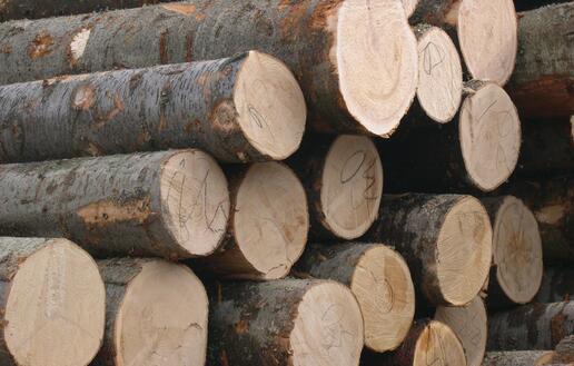 所有木材都具有的13個共同優點