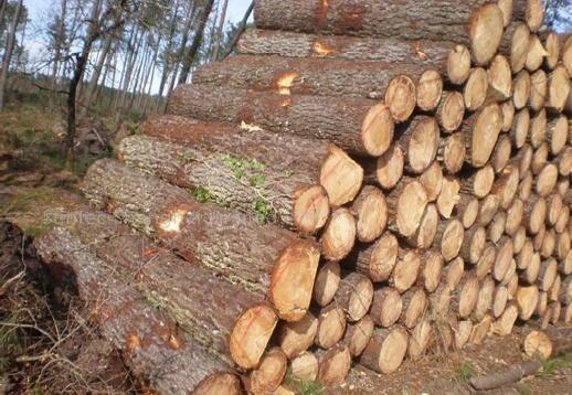 速生商品材樹種—杉木的特點與價格